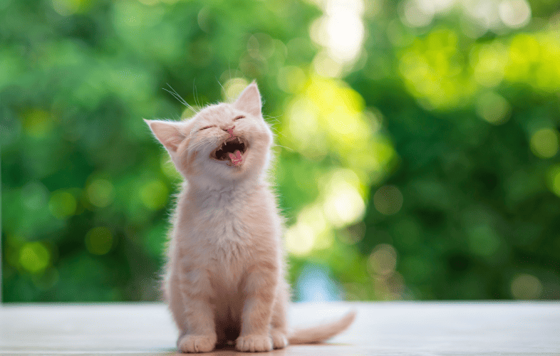 3447MSPCA-Angell, Northeast Animal Shelter Sharpen National Animal Protection Strategy in Bid to End Pet Homelessness