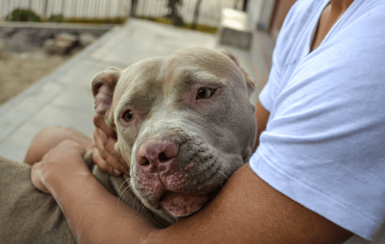 3494Pit Bull Struck by Freight Train While Pulling Owner Away from Tracks