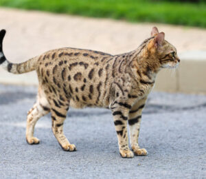 exotic-bengal-cat-found-injured-in-worcester-needs-surgery-and-a-loving-home