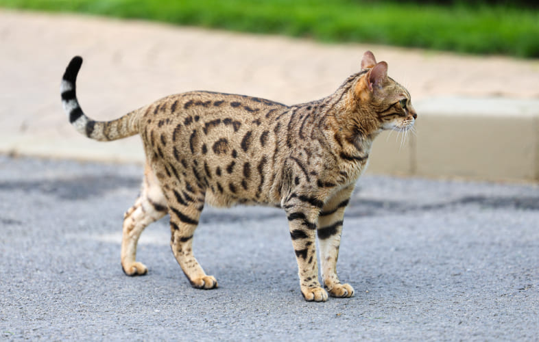 6189Exotic “Bengal” Cat Found Injured in Worcester Needs Surgery and a Loving Home
