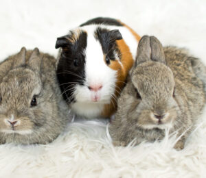 mspca-angell-and-northeast-animal-shelter-holding-fee-waived-adoptathon-for-guinea-pigs-and-rabbits