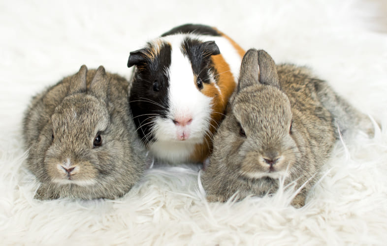 3633MSPCA-Angell and Northeast Animal Shelter Holding Fee-Waived Adoptathon for Guinea Pigs and Rabbits