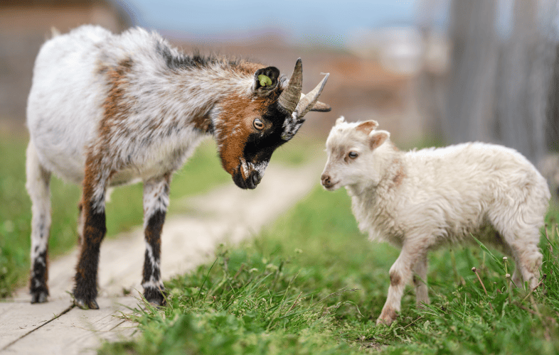 3484MSPCA at Nevins Farm Issues Urgent Call for Adopters after Dozens of Goats are Rescued from Dighton Property