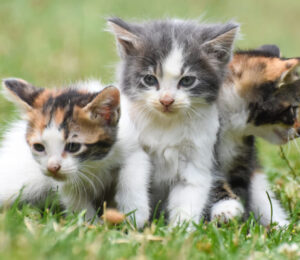mspca-angell-northeast-animal-shelter-expand-national-animal-protection-strategy-in-bid-to-end-pet-homelessness
