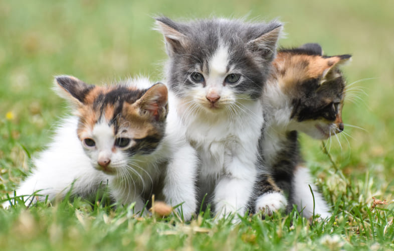 4936MSPCA-Angell, Northeast Animal Shelter Expand National Animal Protection Strategy in Bid to End Pet Homelessness