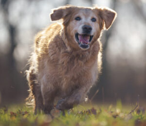 senior-dogs-at-the-mspca-fetch-10000-grant