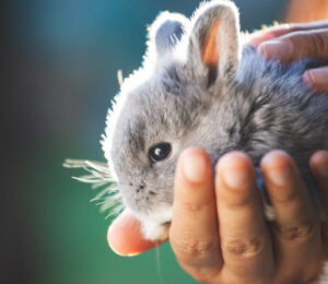 mspca-angell-and-northeast-animal-shelter-holding-fee-waived-adoptathon-for-small-animals
