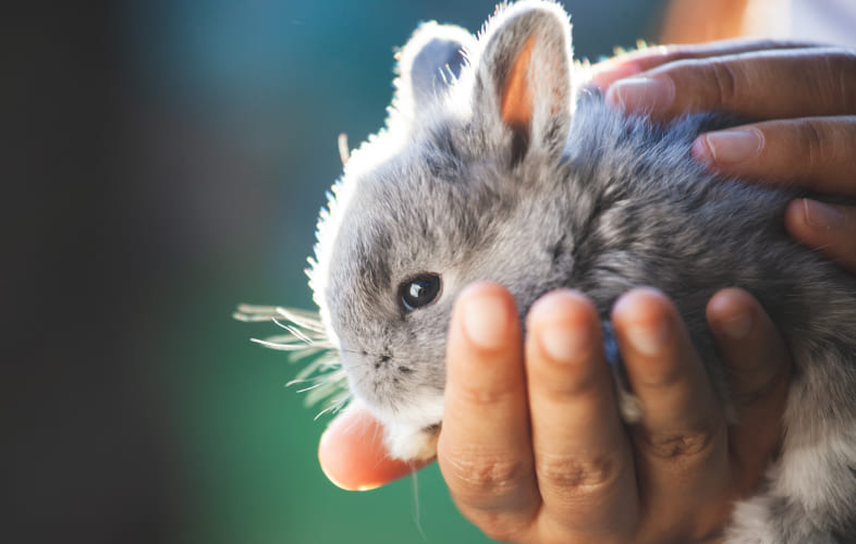 3609MSPCA-Angell and Northeast Animal Shelter Holding Fee-Waived Adoptathon for Small Animals