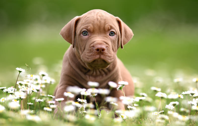 3625Puppy Who Once Needed Wheelchair Walks Again with Help from the MSPCA-Angell West Rehabilitation Team