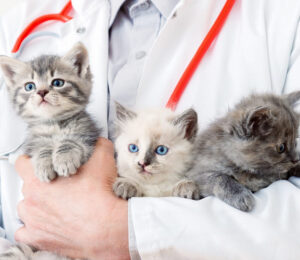 the-mspca-angell-and-northeast-animal-shelter-evacuate-42-cats-from-florida-ahead-of-hurricane-ian