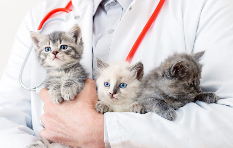 6228The MSPCA-Angell and Northeast Animal Shelter Evacuate 42 Cats from Florida Ahead of Hurricane Ian