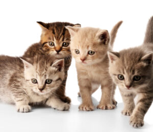 the-mspca-angell-and-northeast-animal-shelter-relocate-26-cats-from-storm-ravaged-kentucky-to-massachusetts