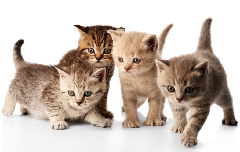 6230The MSPCA-Angell and Northeast Animal Shelter Relocate 26 Cats from Storm-Ravaged Kentucky to Massachusetts
