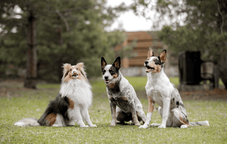 3445MSPCA-Angell and Northeast Animal Shelter Take in Dozens of Dogs from Midwest Commercial Breeder