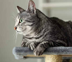 the-mspca-angell-and-northeast-animal-shelter-rescue-more-cats-from-florida-in-the-wake-of-hurricane-ian