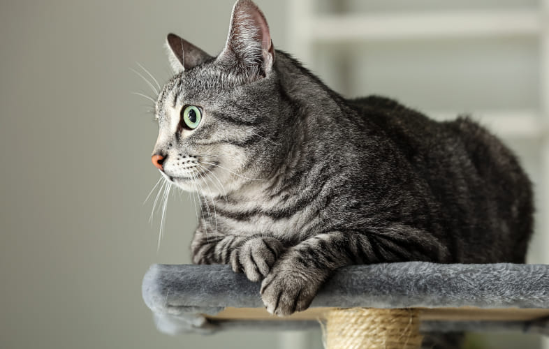 3599The MSPCA-Angell and Northeast Animal Shelter Rescue More Cats from Florida in the Wake of Hurricane Ian