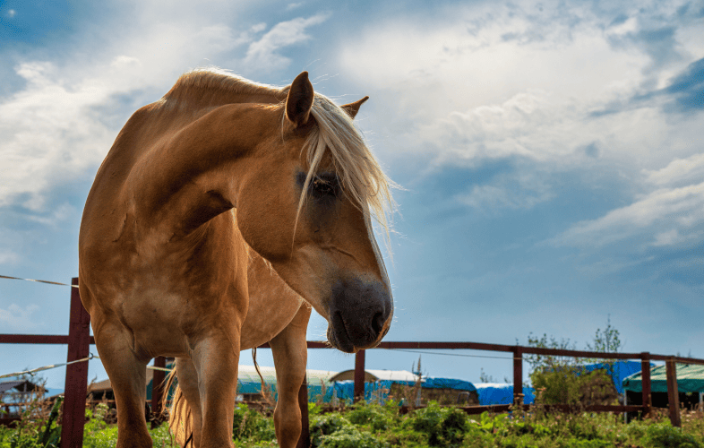 3435MSPCA Seeking Special Adopter for Horse Who Will Soon Mark a Full Year of Homelessness
