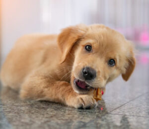 angell-animal-medical-center-offers-advice-for-keeping-pets-safe-this-thanksgiving