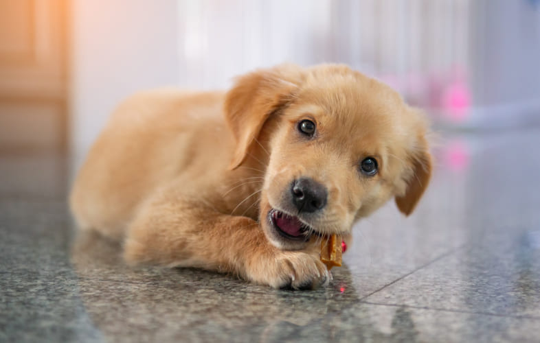 6072Angell Animal Medical Center Offers Advice for Keeping Pets Safe this Thanksgiving