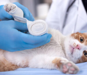 mspca-at-nevins-farm-helps-kitten-trapped-in-truck-tire-saves-leg-from-amputation