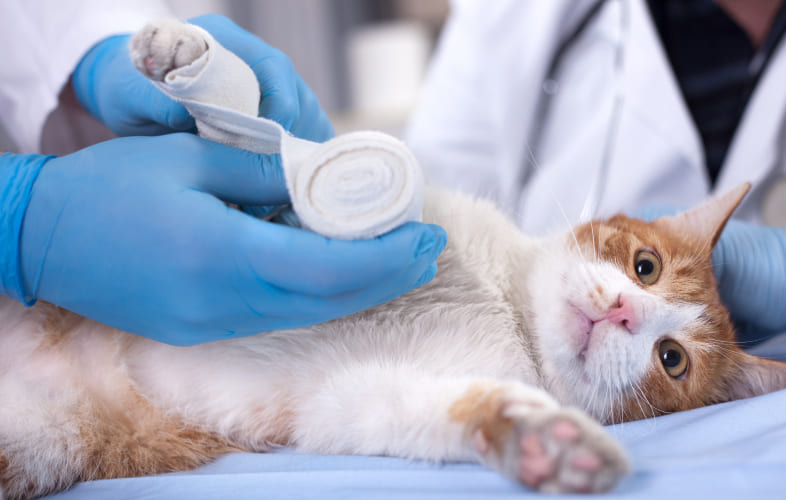 6218MSPCA at Nevins Farm Helps Kitten Trapped in Truck Tire, Saves Leg from Amputation