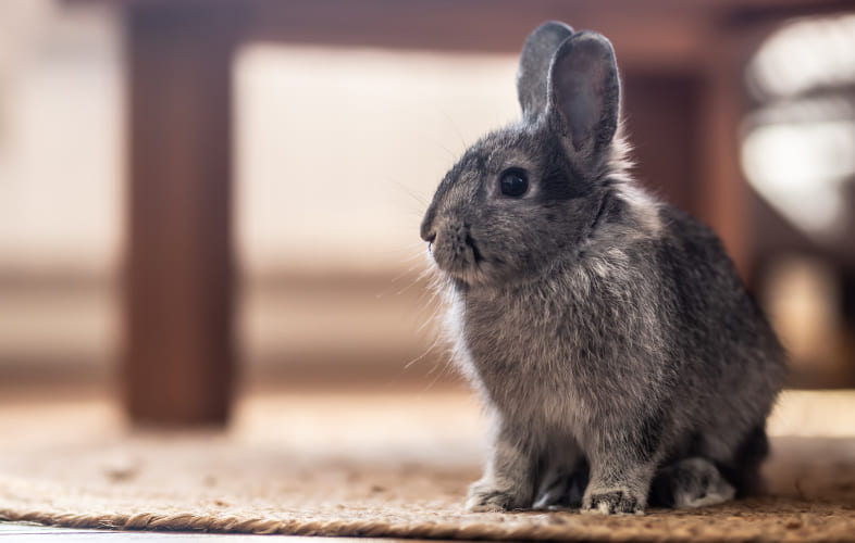 3603MSPCA-Angell and Northeast Animal Shelter Holding “Home for the Holidays” Fee-Waived Adoptathon for Small Animals!