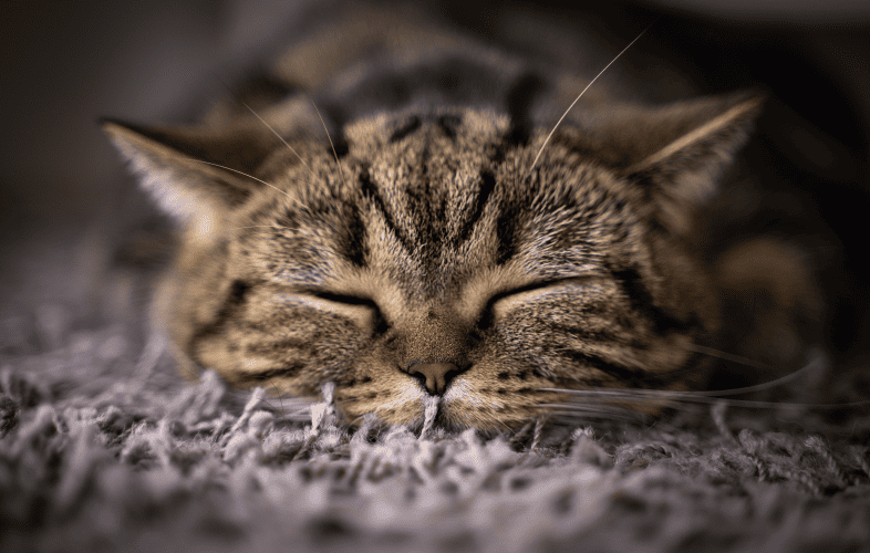 3503MSPCA-Angell NortheastTransport Dozens of Cats to Massachusetts as Part of National Effort to End Pet Homelessness