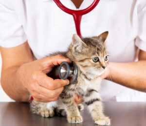 mspca-angell-saves-life-of-tiny-munchkin-kitten-with-mystery-illness