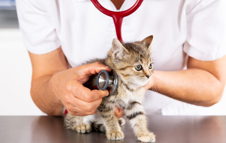 5871MSPCA-Angell Saves Life of Tiny Munchkin Kitten With Mystery Illness