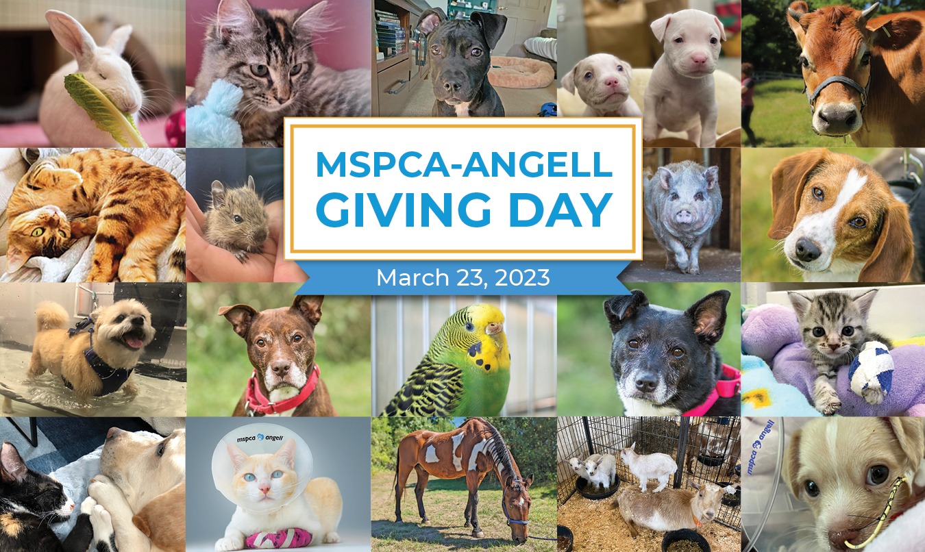 MSPCA-Angell - Kindness and Care for Animals