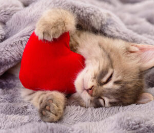 mspca-angell-northeast-animal-shelter-issue-special-valentines-day-call-for-adopters-be-their-valentine