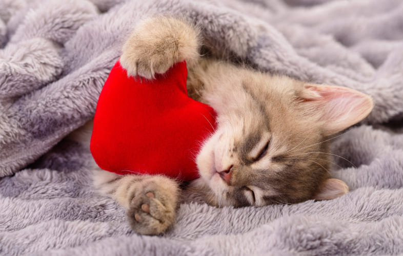 3659MSPCA-Angell, Northeast Animal Shelter Issue Special Valentine’s Day Call for Adopters—Be Their Valentine!
