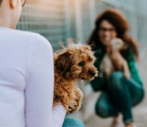 mspca-angell-northeast-animal-shelter-transport-dogs-saved-from-mistreatment-in-south-carolina