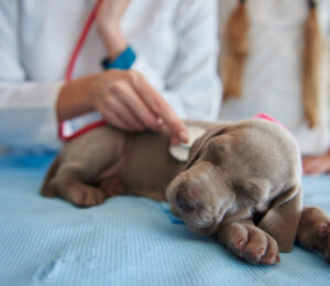 tiny-homeless-lab-puppy-makes-cross-country-trek-for-life-saving-surgery-at-angell-animal-medical-center