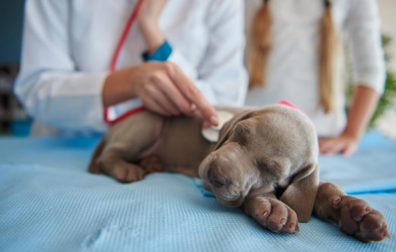 3645Tiny, Homeless Lab Puppy Makes Cross-Country Trek for Life-Saving Surgery at Angell Animal Medical Center