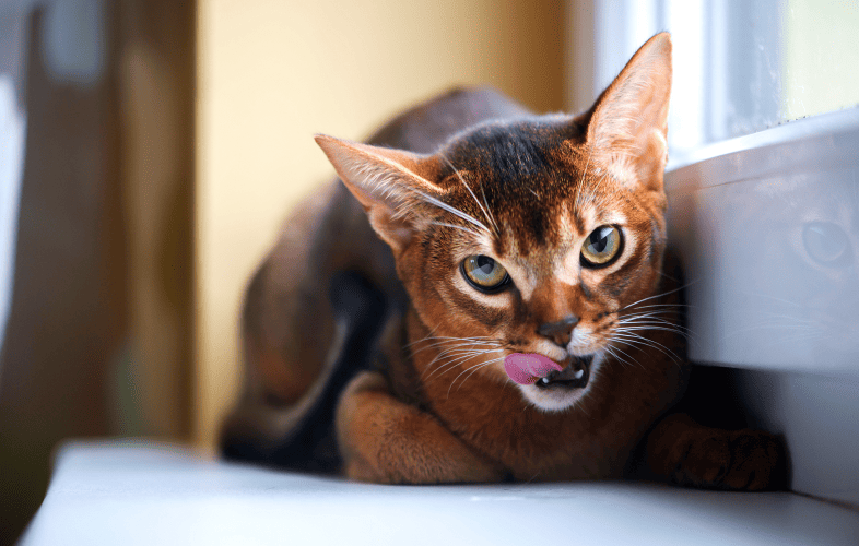 1875MSPCA Cape Cod Adoption Center Treating Nearly a Dozen Purebred Abyssinian Cats