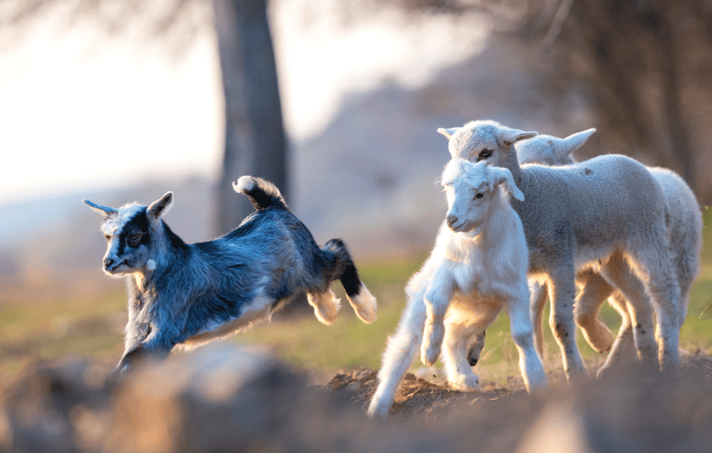 1832MSPCA at Nevins Farm Holding First-Ever Fee-Waived Adoptathon for Goats!