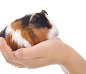 boston-city-councilor-proposes-measure-to-make-boston-more-humane-environment-for-animals