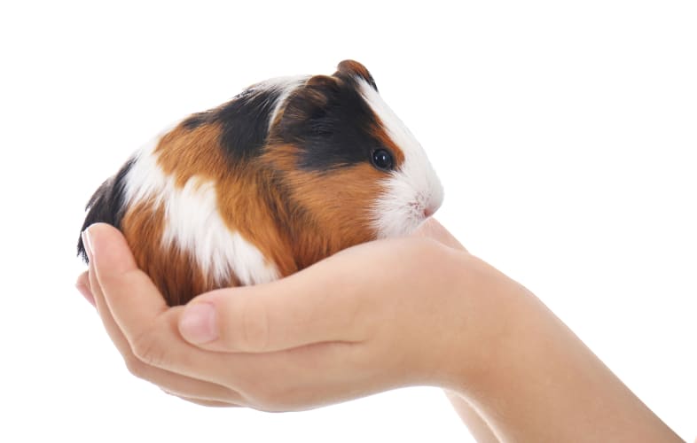 5958Boston City Councilor Proposes Measure to Make Boston “More Humane Environment” for Animals