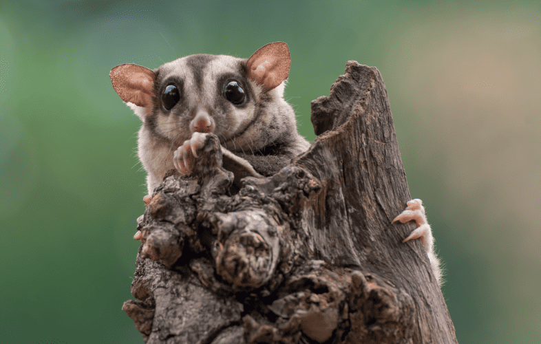 1787MSPCA at Nevins Farm Sounds Alarm for Sugar Glider Adopters