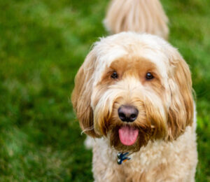 teddy-the-goldendoodle-hit-by-a-car-needs-weeks-of-recovery-before-finding-his-forever-home