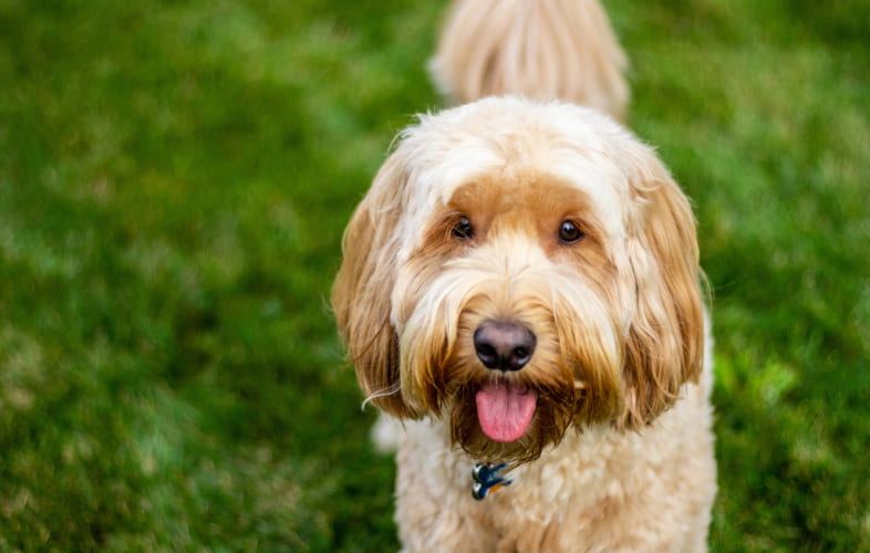 3688“Teddy” the Goldendoodle Hit by a Car Needs Weeks of Recovery Before Finding His Forever Home