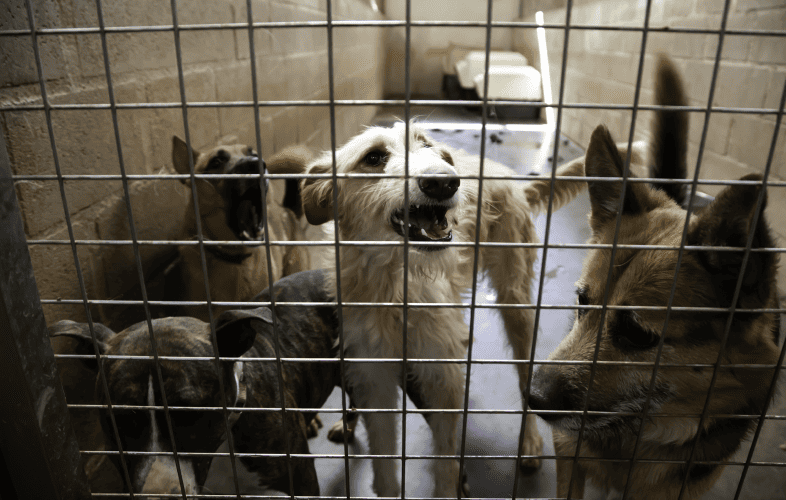 1797Massive Drop in Adoption Threatens to Spike Dog Euthanasia in the U.S.