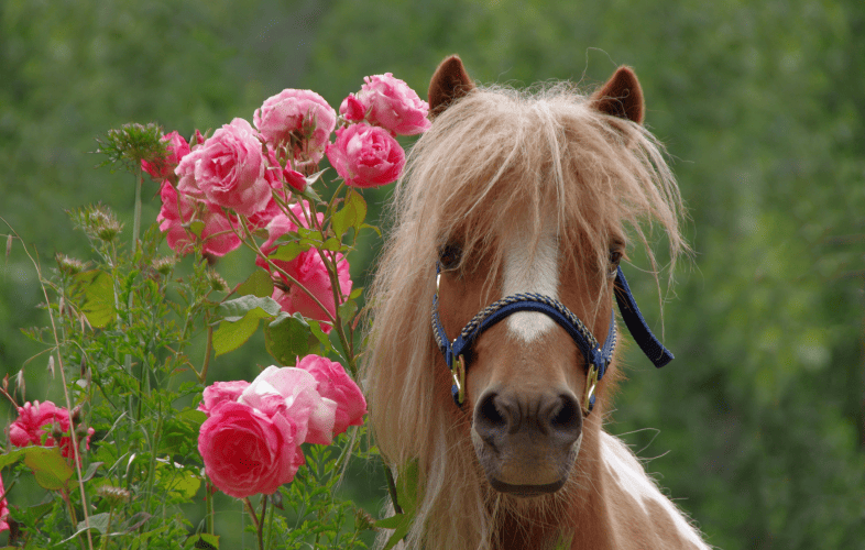 3455MSPCA at Nevins Farm Seeks Special Adopter for Very Special Mini Pony
