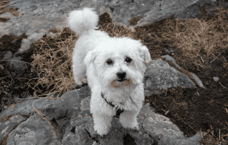 1829MSPCA-Angell, Northeast Animal Shelter Transport Nearly a Dozen Bichon Frisés to Massachusetts from Texas