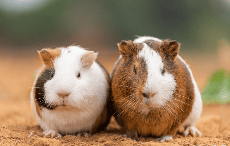 3415MSPCA-Angell, Northeast Animal Shelter Hold First-Ever Four-Day Fee-Waived Adoptathon for Guinea Pigs