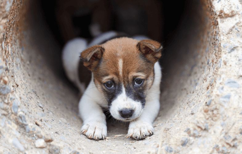 3425Angell Animal Medical Center Surgeon to Perform Necessary but Complex Procedure on Small Stray Puppy