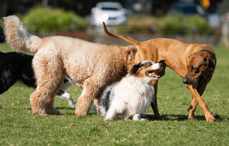 3428MSPCA-Angell Places 250 Dogs in June, but Nationwide Drop in Adopters Threatens Thousands More