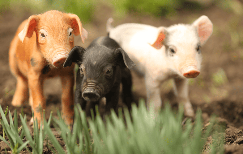 1872MSPCA at Nevins Farm Holds Fee-Waived Adoptathon for Pigs!