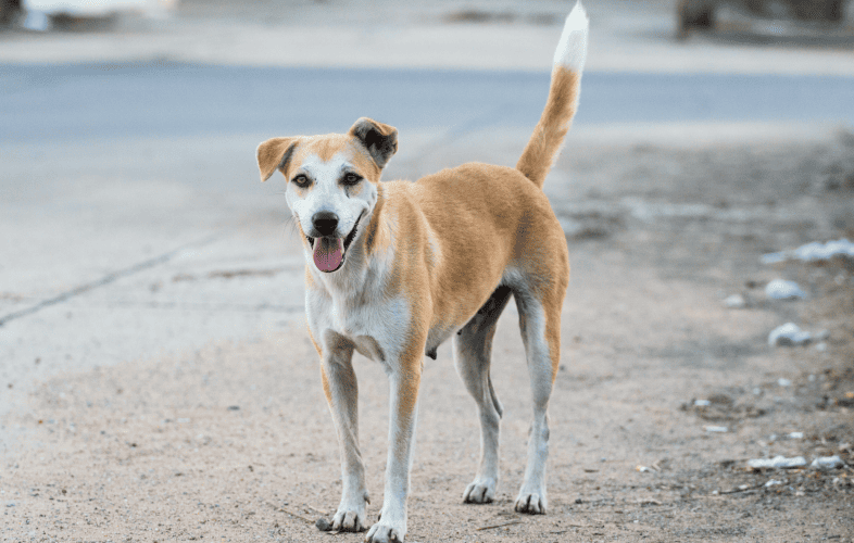 3419Amid Ongoing National Shelter Crisis, MSPCA-Angell Saves Young, Stray Dog Hit By Car